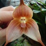 Dracula gigas (Orchidée rare, Tête de singe) 1 Plante