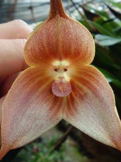 Dracula gigas (Orchidée rare, Tête de singe) 1 Plante