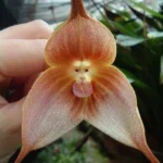 Dracula gigas (Orchidée rare, Tête de singe) 1 Plante