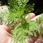 Armoise annuelle (Artemisia annua) Graines