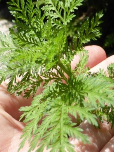 Armoise annuelle (Artemisia annua) Graines