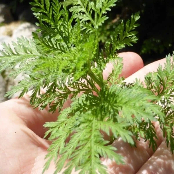 Armoise annuelle (Artemisia annua) Graines