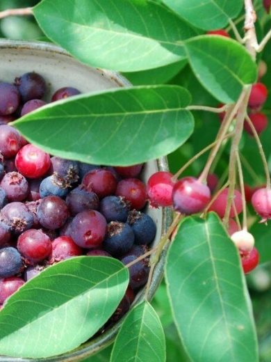 Amelanchier canadensis (Amélanchier du Canada) Graines