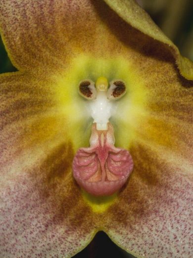 Dracula gigas (Orchidée rare, Tête de singe) 1 Plante