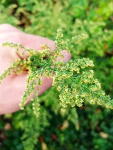 Armoise annuelle (Artemisia annua) Graines