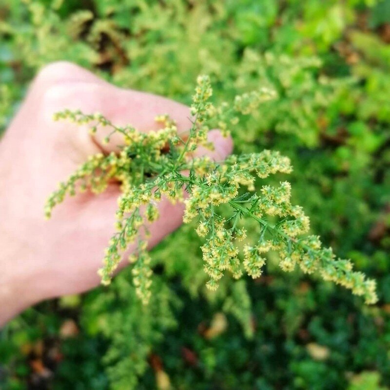 Armoise annuelle (Artemisia annua) Graines
