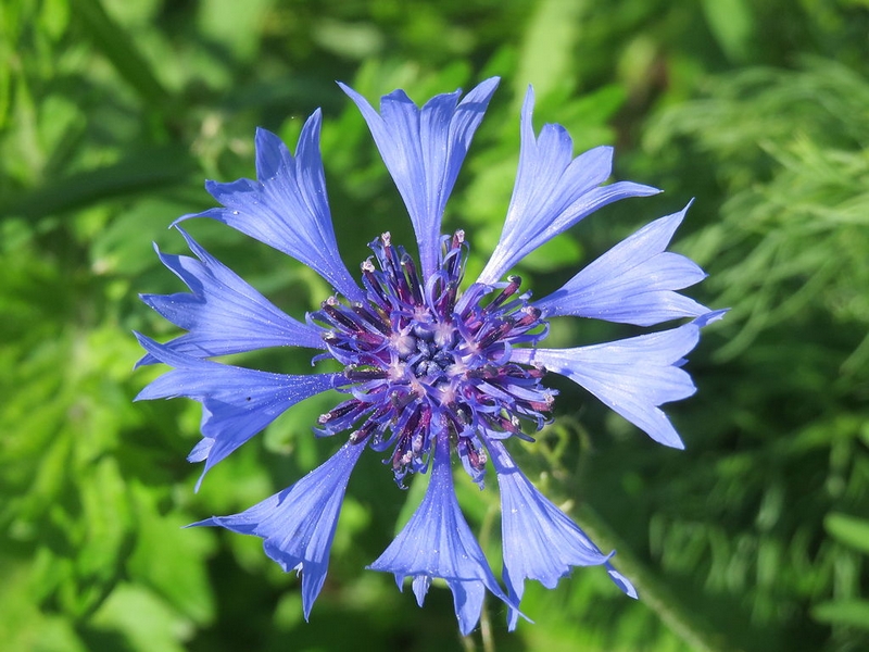 Le Bleuet, une plante sauvage aux fleurs comestibles