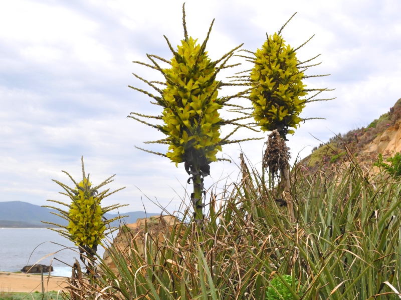 Plante rare_Puya_chilensis