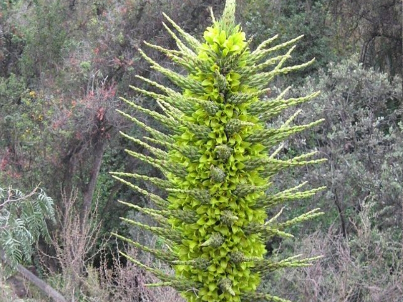 Puya chilensis, plante originale rare (2)