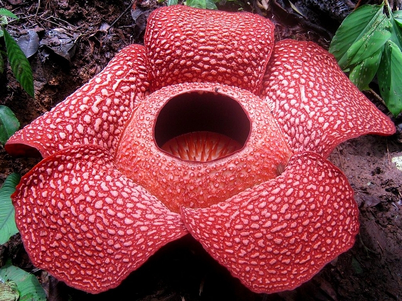 Rafflesia_arnoldi