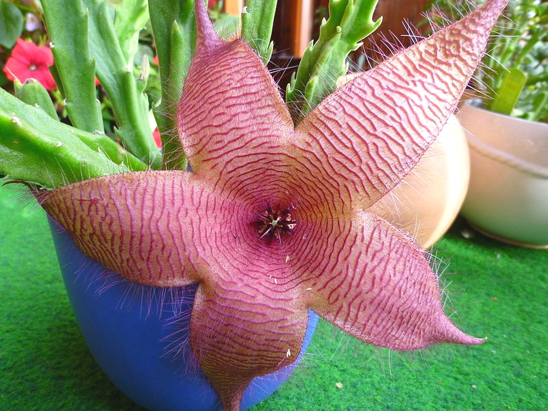 Stapelia_grandiflora