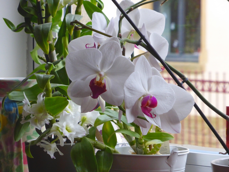 Fiche conseil : Comment faire refleurir une orchidée ?