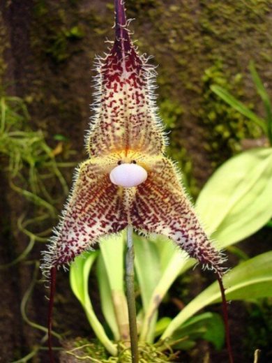 Dracula chimaera (Orchidée rare, Tête de singe) 1 Plante
