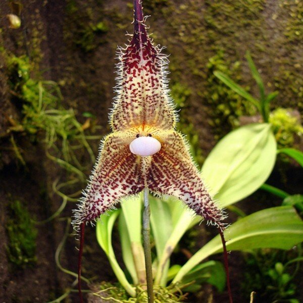 Dracula chimaera (Orchidée rare, Tête de singe) 1 Plante