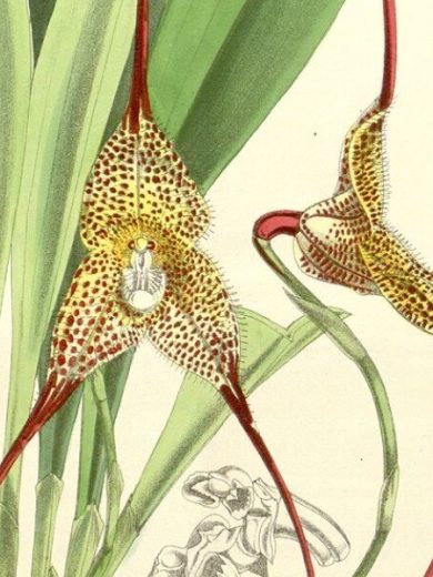 Dracula chimaera (Orchidée rare, Tête de singe) 1 Plante