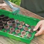 50 Pastilles de coco (Semis et Boutures)