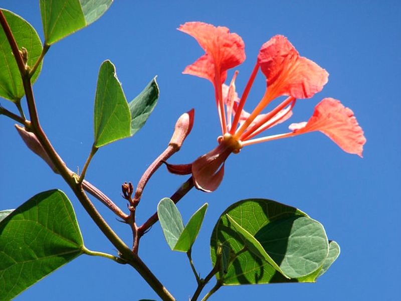 Bauhinia galpinii