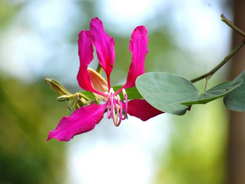 Bauhinia_purpurea