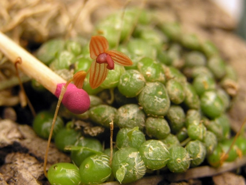 Bulbophyllum minutissimum