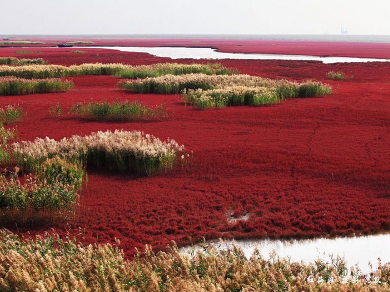 La plage rouge de Panjin 3