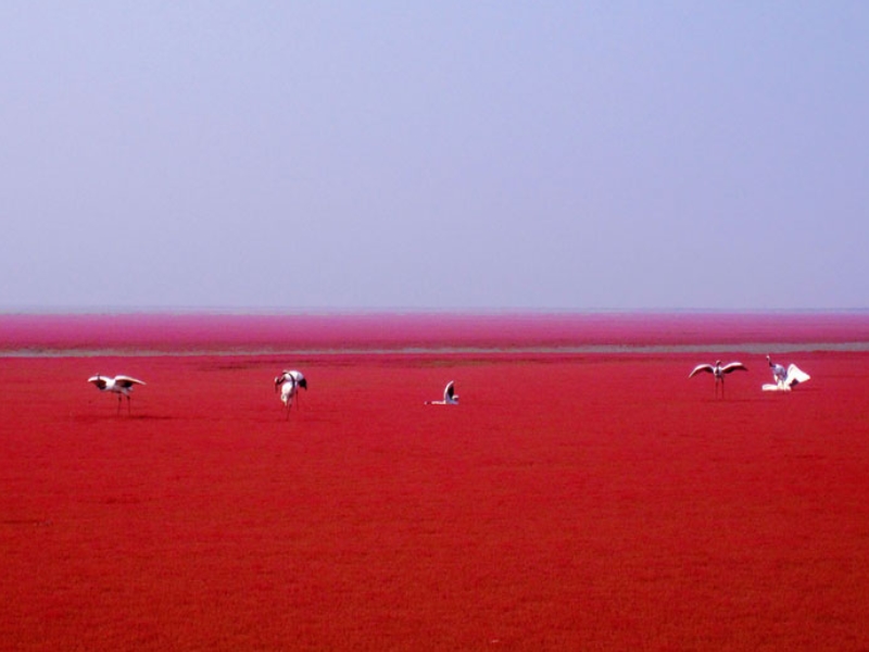 La plage rouge de Panjin