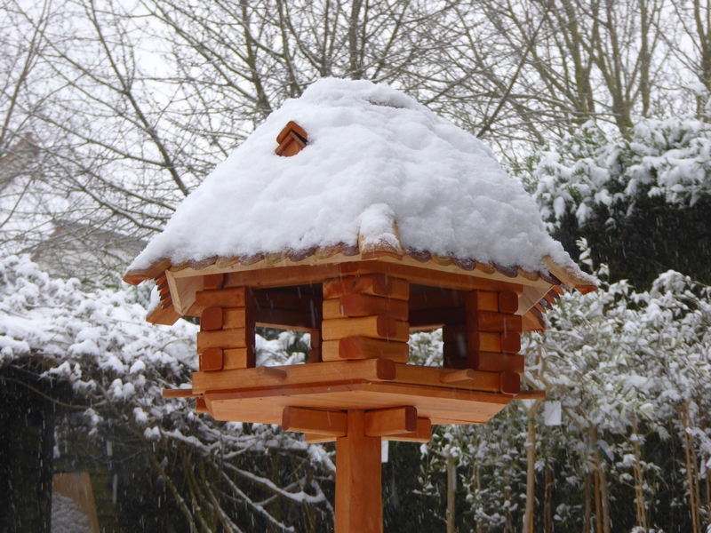 Nourrir les oiseaux en hiver