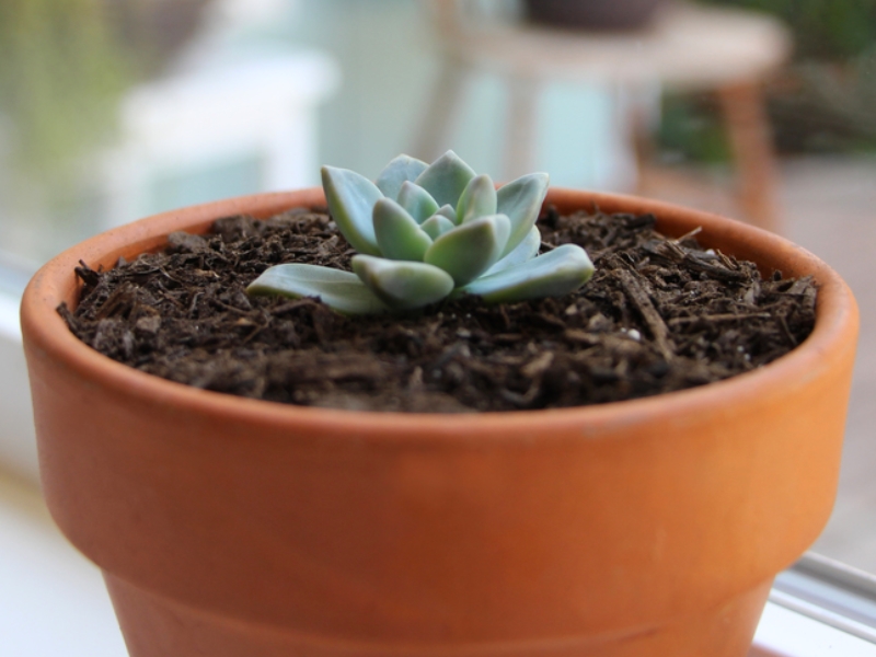 Comment multiplier les plantes grasses et les succulentes