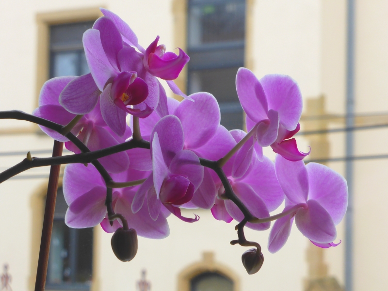 faire refleurir une orchidée (1)