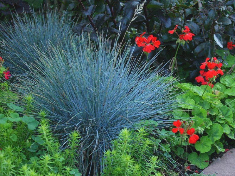 graminées au jardin