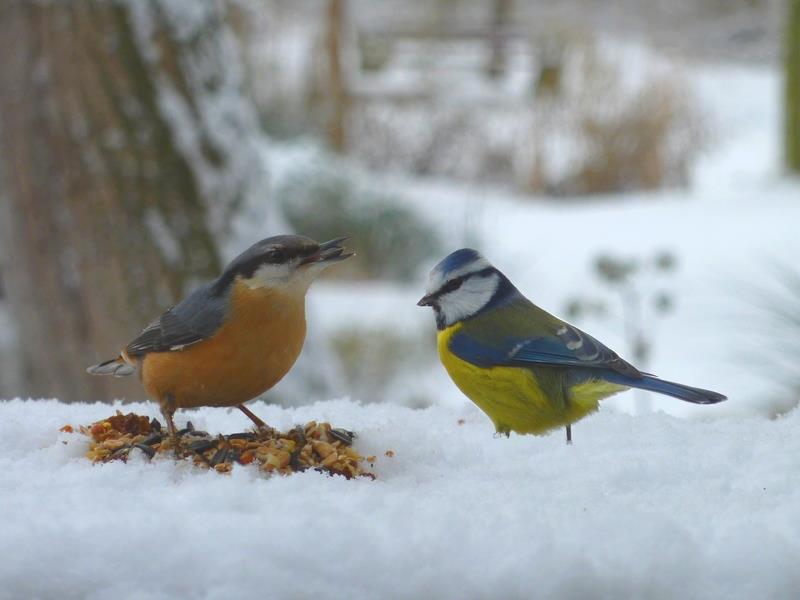 Nourrir les oiseaux en hiver 