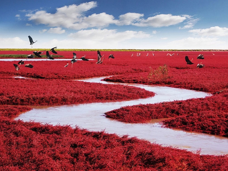 plage rouge de Panjin