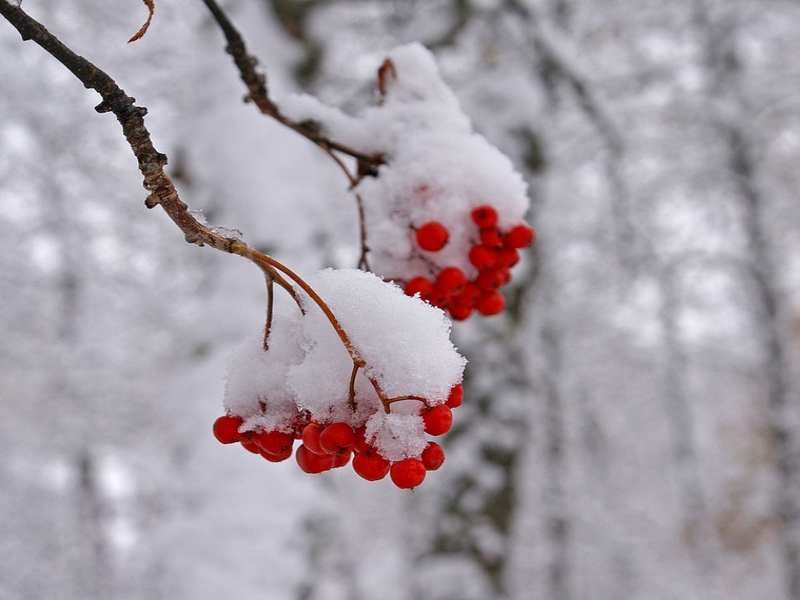 sorbus-arbre-pour-oiseaux