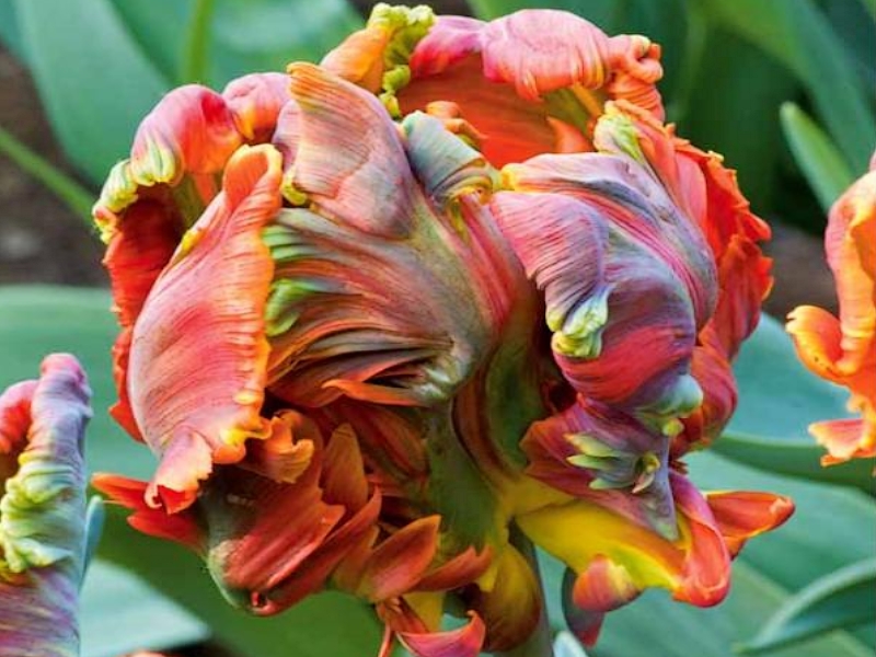 tulipe originale