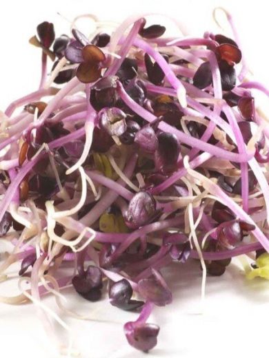 Graines bio à germer de Radis pourpre (100 grammes)
