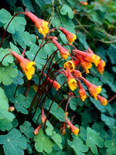 Capucine tubéreuse (Tropaeolum tuberosum) Bulbes rares