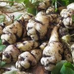 Capucine tubéreuse (Tropaeolum tuberosum) Bulbes rares