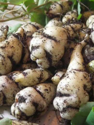 Capucine tubéreuse (Tropaeolum tuberosum) Bulbes rares