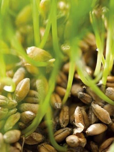 Graines bio à germer de Blé tendre (200 grammes)