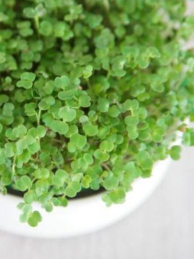 Graines bio à germer de Roquette (100 grammes)