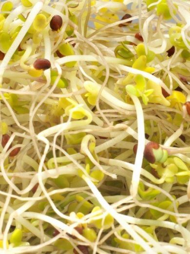 Brocoli vert (Micro-pousses) Graines
