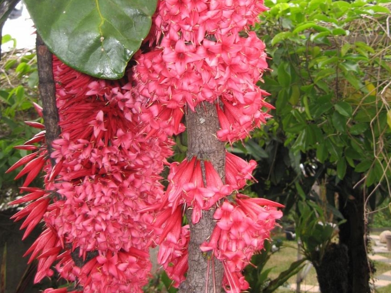 Arbre rare nouvelle calédonie (2)