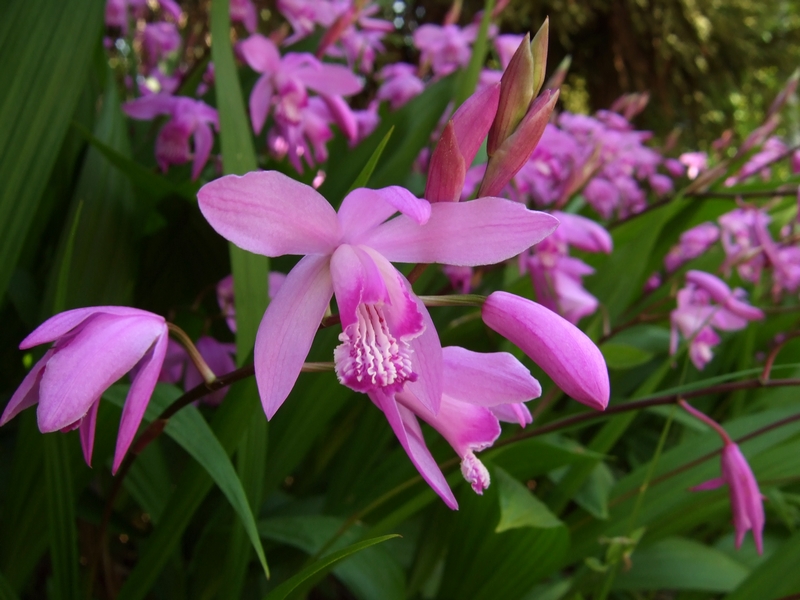 Orchidée jacinthe Bletilla straita rose - Plante de berge