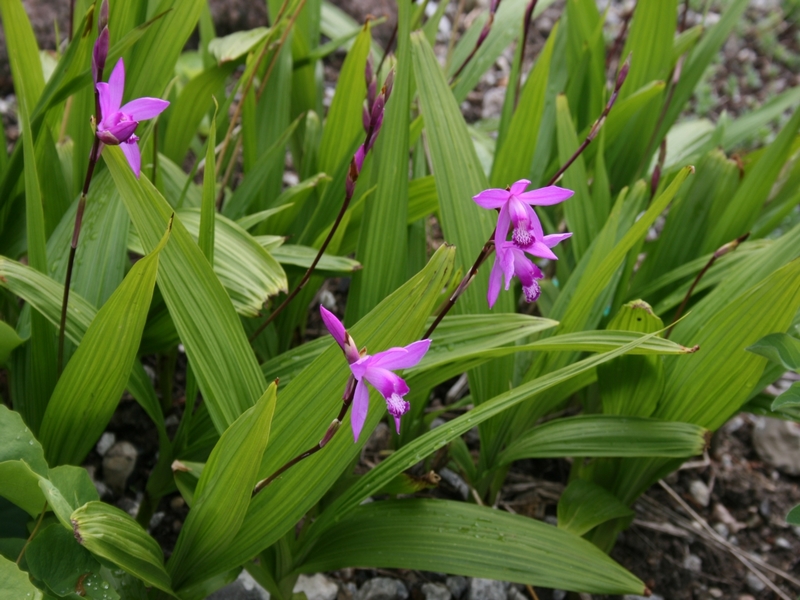 Orchidée jacinthe 'Rose' - Bletilla striata 'Rose' - Le Jardin du Pic Vert