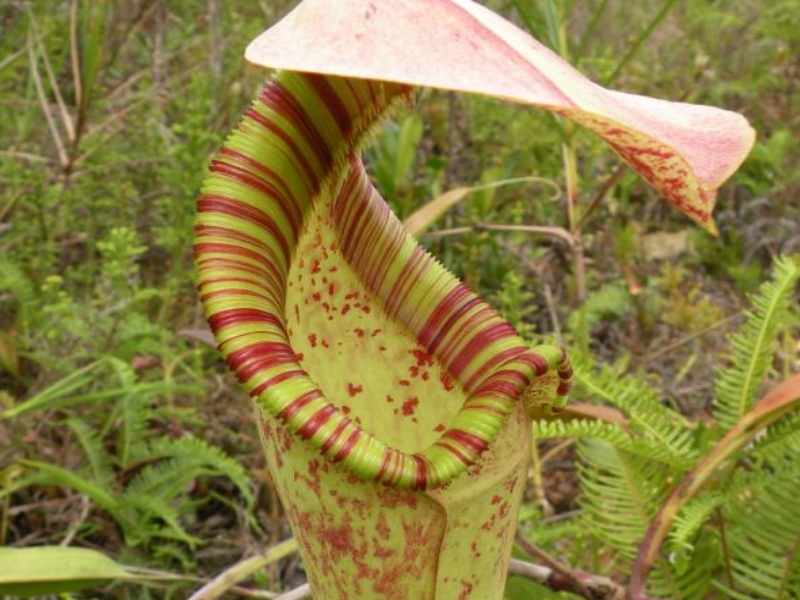 Nepenthes rafflesiana (1)