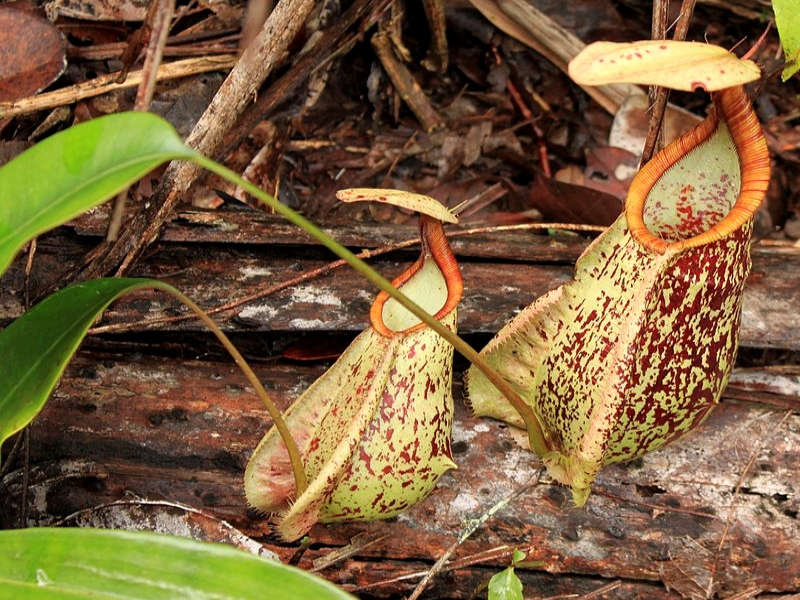 Nepenthes rafflesiana (2)