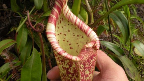 Découverte d'une nouvelle plante carnivore, Nepenthes attenboroughii