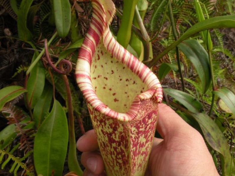 Nepenthes rafflesiana : Une plante carnivore intelligente friande de  fourmis !