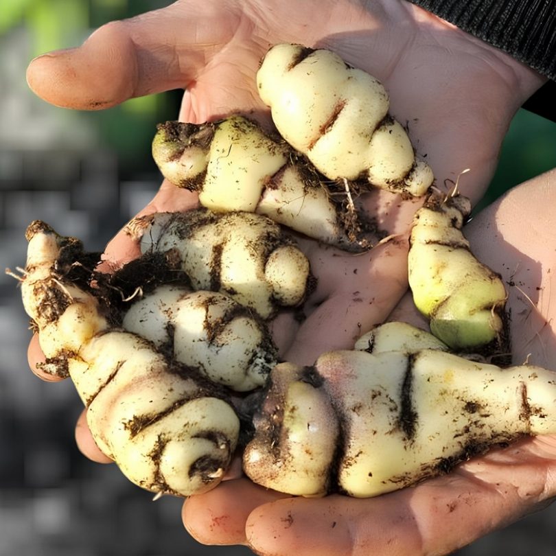 Capucine tubéreuse (Tropaeolum tuberosum) Bulbes rares – Image 2