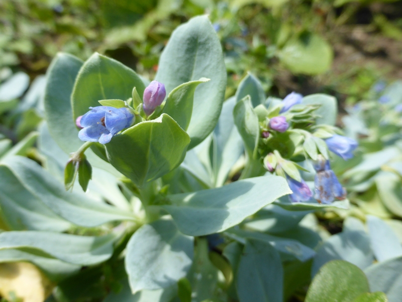 plantes huitre potager (1)