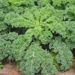 Chou Kale Frisé 'Halbhoher' (Variété non pommée) Graines